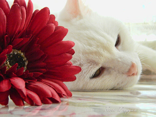 时空两端的王炸时刻，火箭绝境反杀与字母哥欧冠统治夜