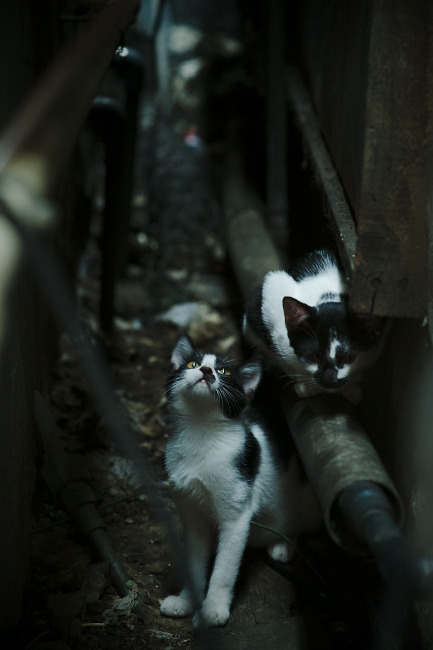 爱德华兹死神镰刀挥落16分豪赌胜利,太阳如何用五分钟吞噬骑士整场优势?