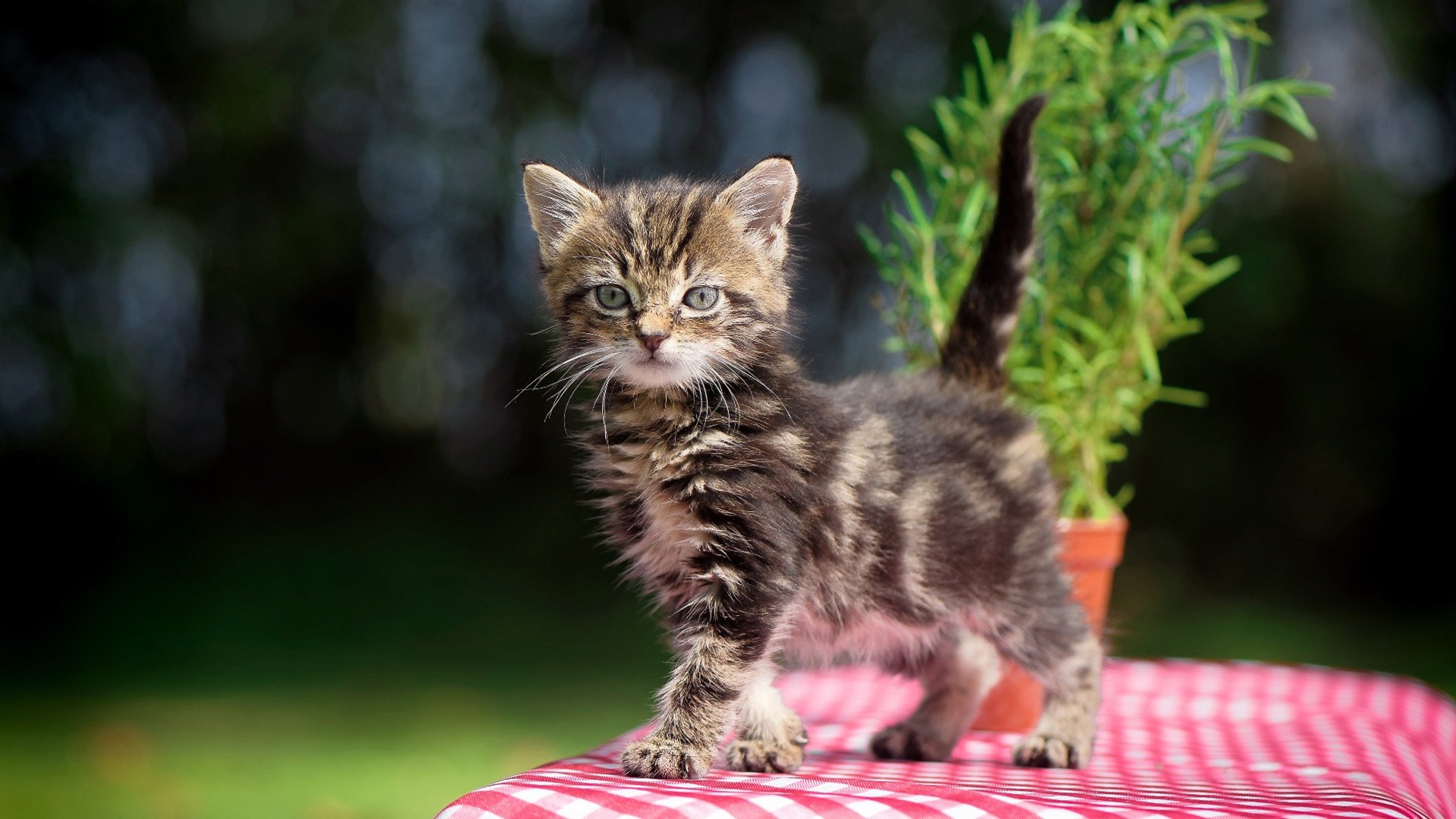 降维打击!保罗29+10统治攻防,新疆逆袭深圳凸显绝对统治力