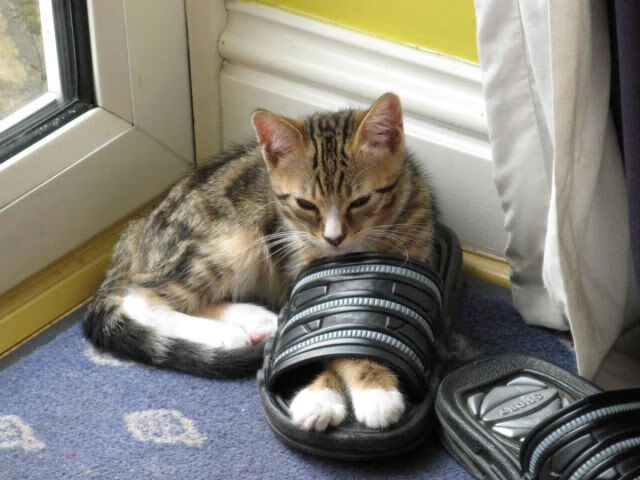 逆袭之夜,当上海队跨洋挑战篮网,武切维奇证明谁才是真正的大场面先生