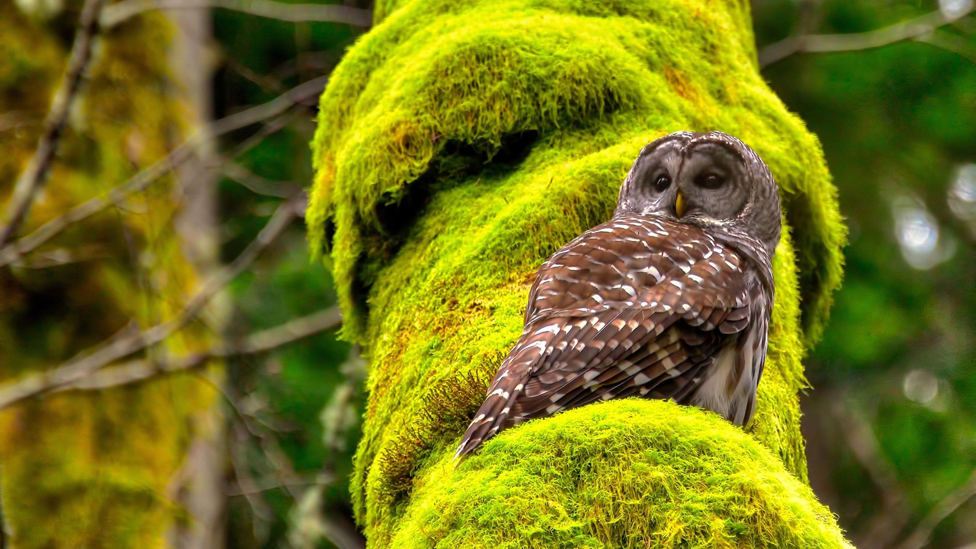 末节风暴改写排名版图,公牛窒息式防守锁定东部卡位战