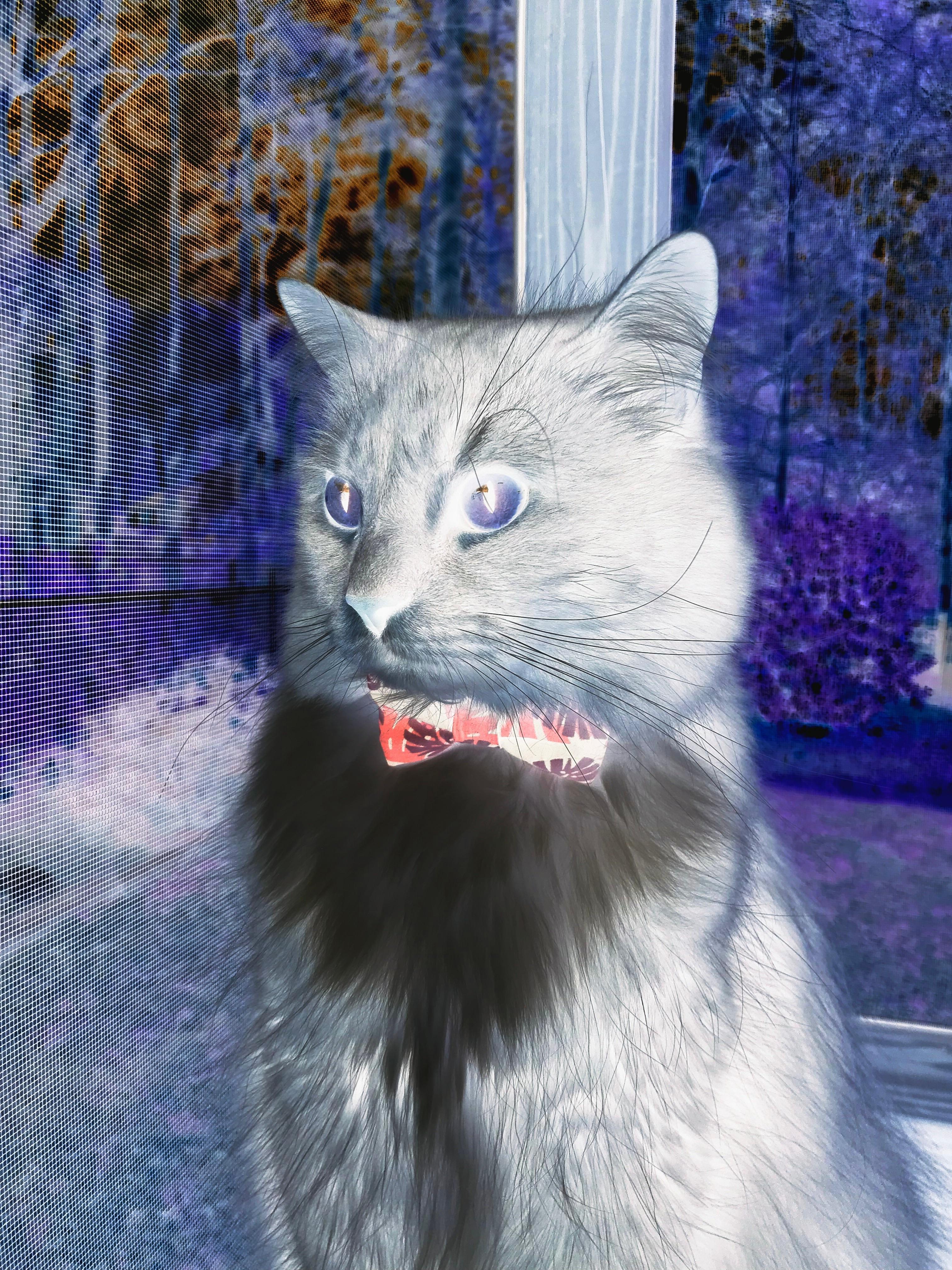 神战纪元，当范戴克在莱比锡城墙上，封印了整个苏格兰