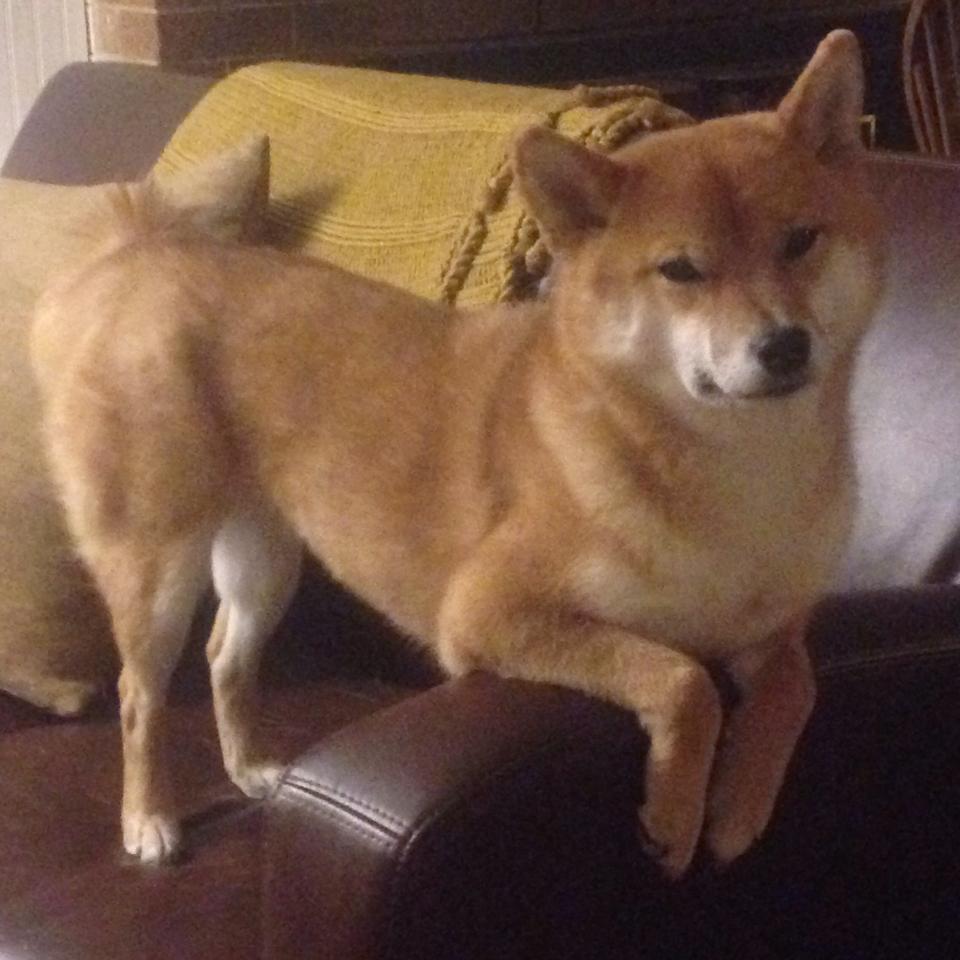 风火交织的夜晚,当F1的极速尾焰照亮绿茵场上的火热