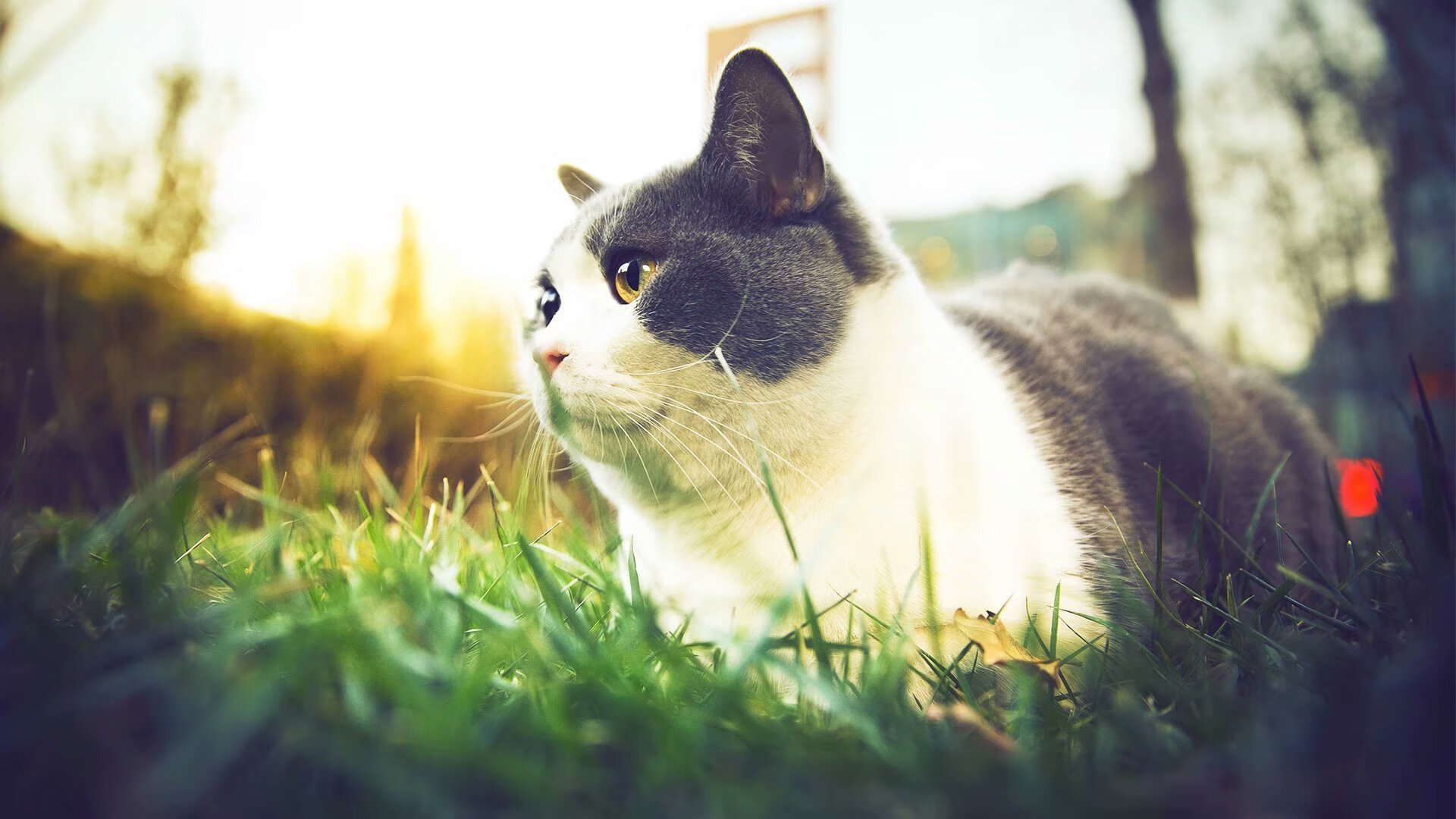 开云体育官网-足球现代启示录，莱万的救赎祷文与亚特兰大的资本弥撒